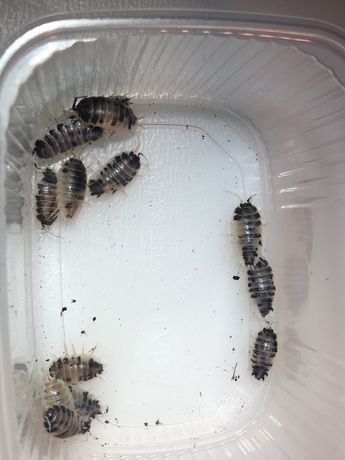 Isopody Porcellio laevis „Dairy Cow”, 30 sztuk