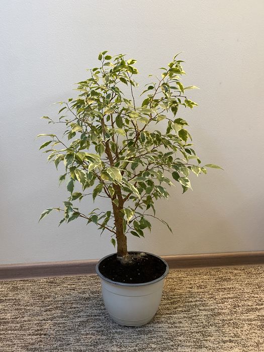 Вазонок Заміокулькас,Фікус Бенджаміна