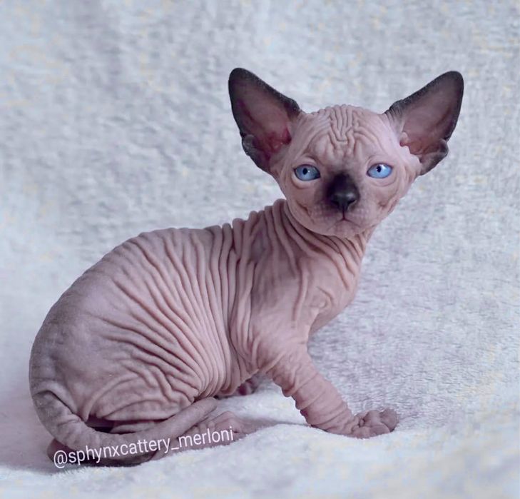 Чистокровні котики канадики