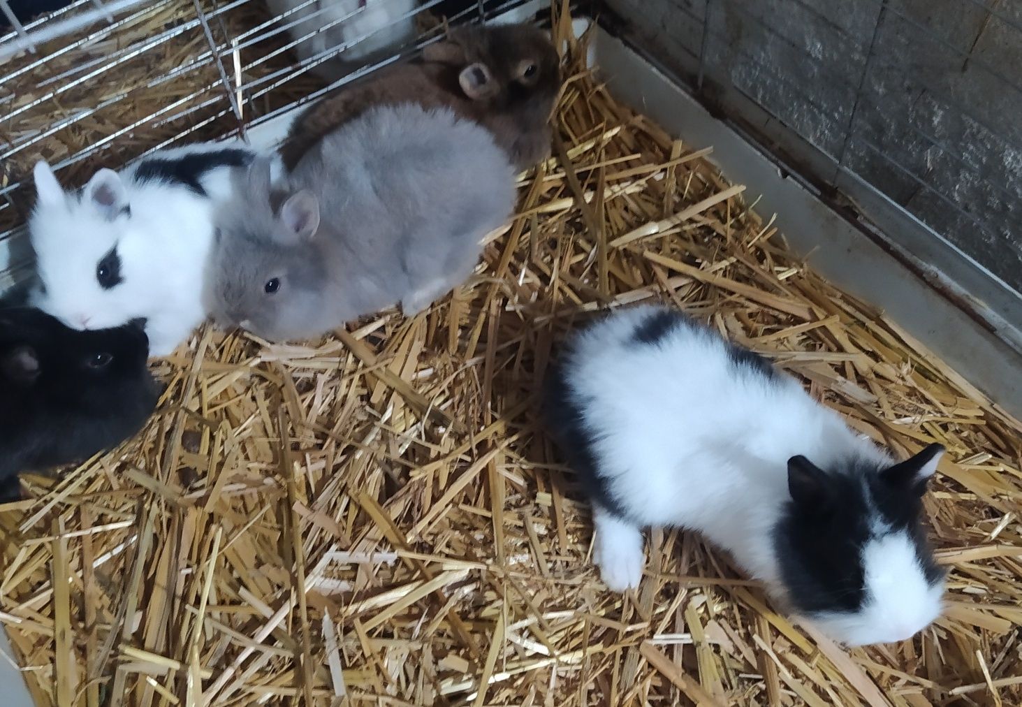 Króliczki miniaturki rasowe karzełki Teddy