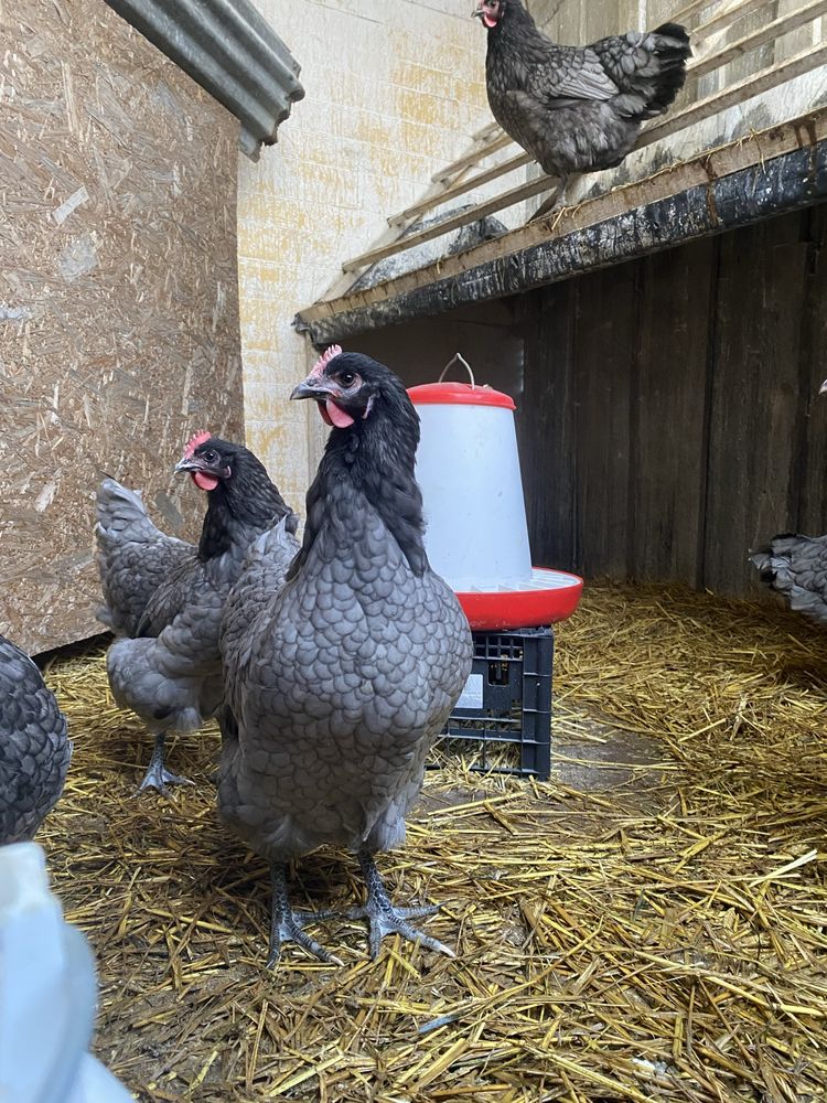 Jaja lęgowe AUSTRALORP niebieski