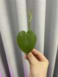 Corte 1 de philodendron verde (hederaceum?)