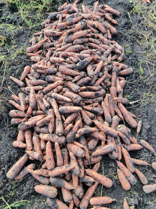 Домашня морква Канада та Болівар