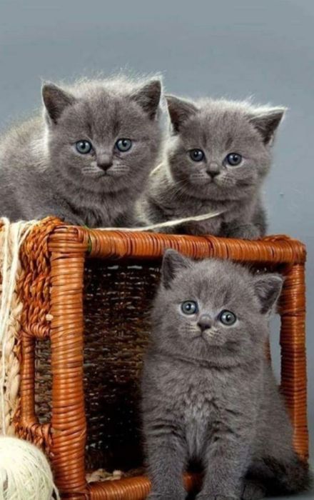 Продам шотландских котят