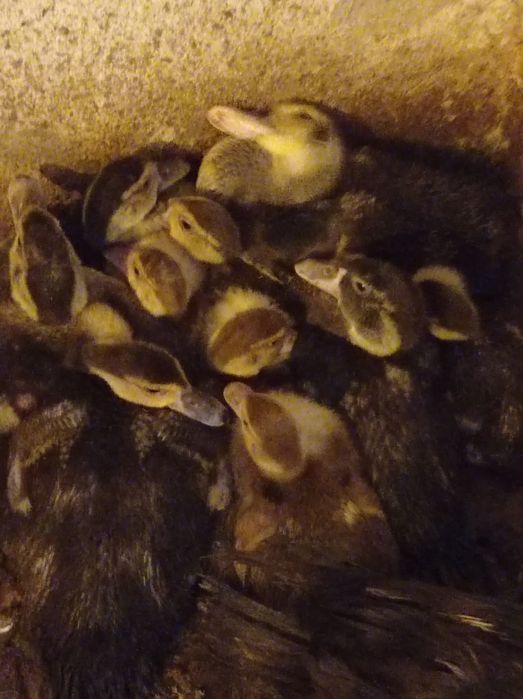 Молодняк індокачки.