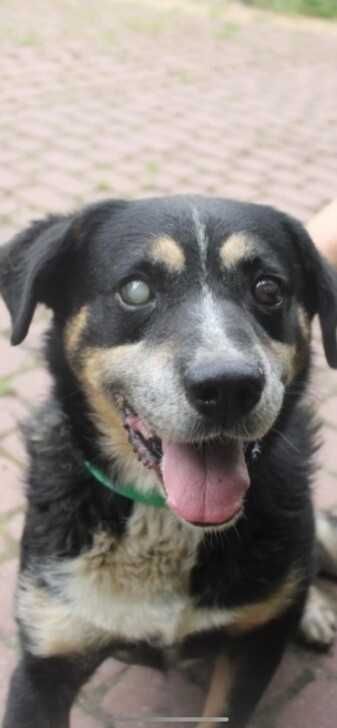 Astor Pies do adopcji