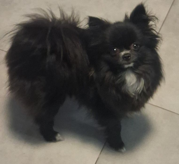 Szpic miniaturowy pomeranian sunia