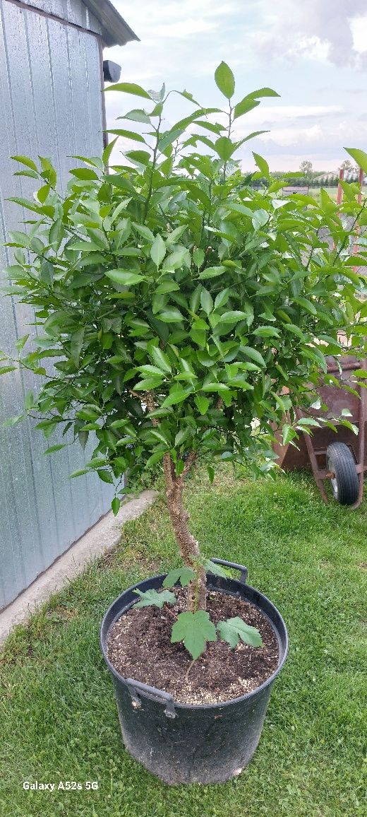 Mandarynka drzewko bonsai