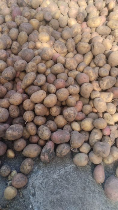 Дрібна картопля / мала картопля