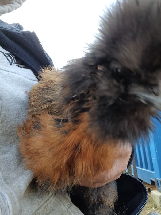 Sprzedam Silki kuropatwiane