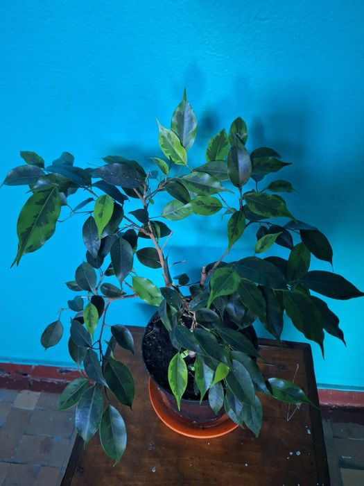 Фікус Бенджаміна кімнатна рослина, не потребує  особового догляду