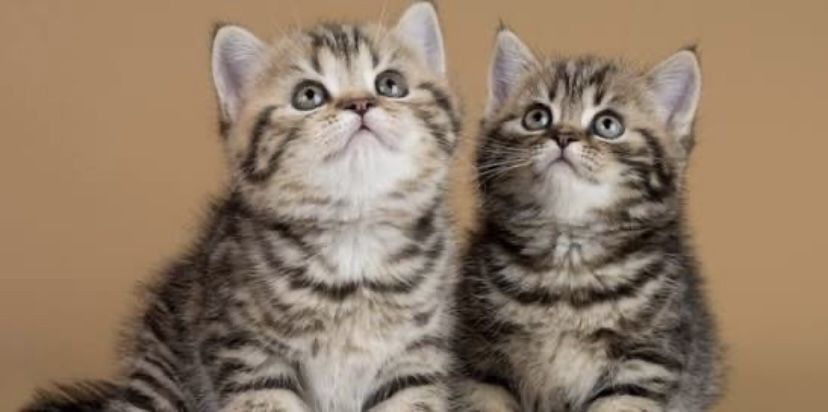 Продам шикарного котенка