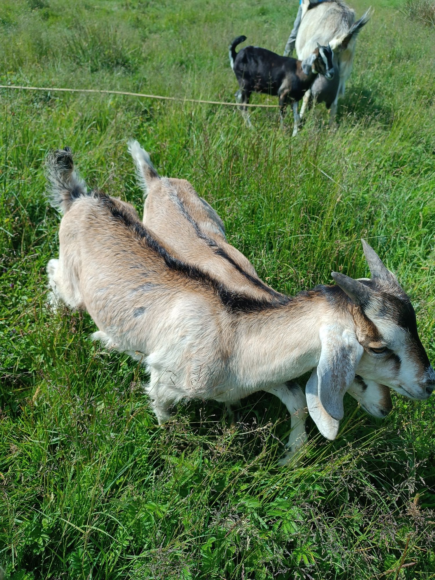 Козеня, козлик, кізочка