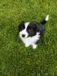 Border Collie FCI suczka do dogoterapii i hodowli GOTOWA do odbioru