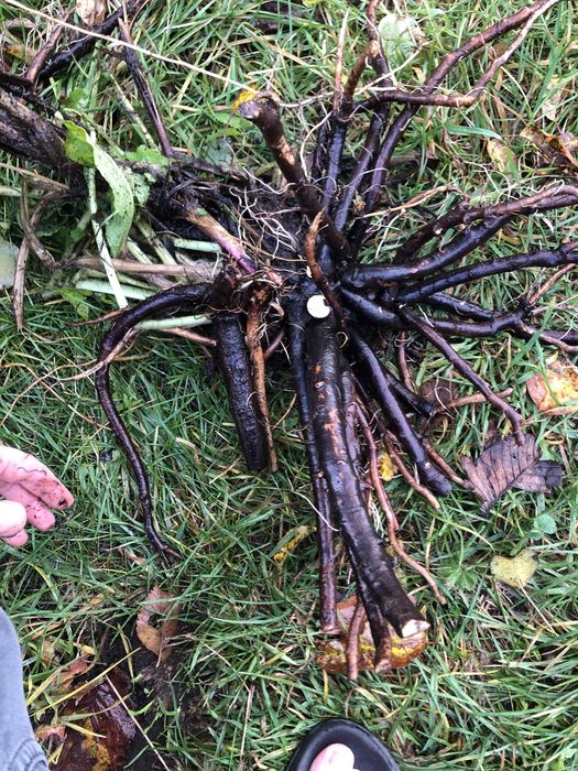 Korzen zywokostu swiezy