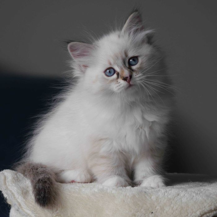 Unika Neva Masquerade