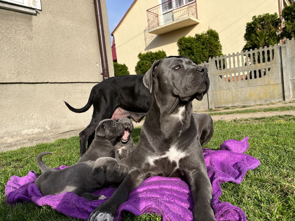 Cane Corso Italiano