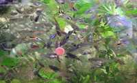 Gubiki dorosłe rybki kolorowe akwarium