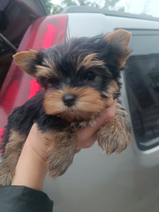 Мини  дочки и сыночек от папы Чемпиона !