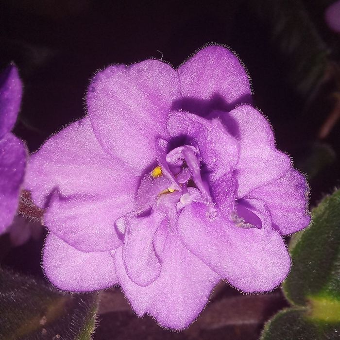 Продам фіалки вазон