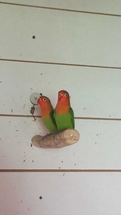 Sprzedam Młode Nierozłączki 2025