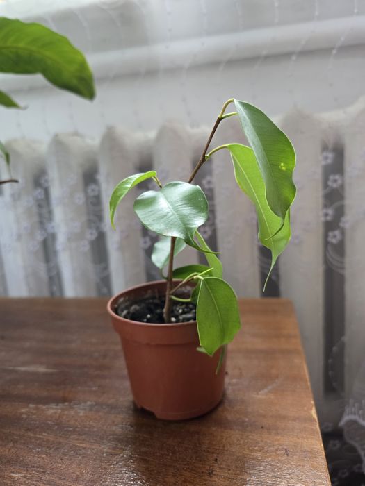 Фікус 100 гривень