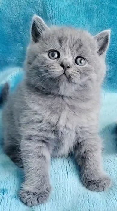 British Shorthair blue Fêmea