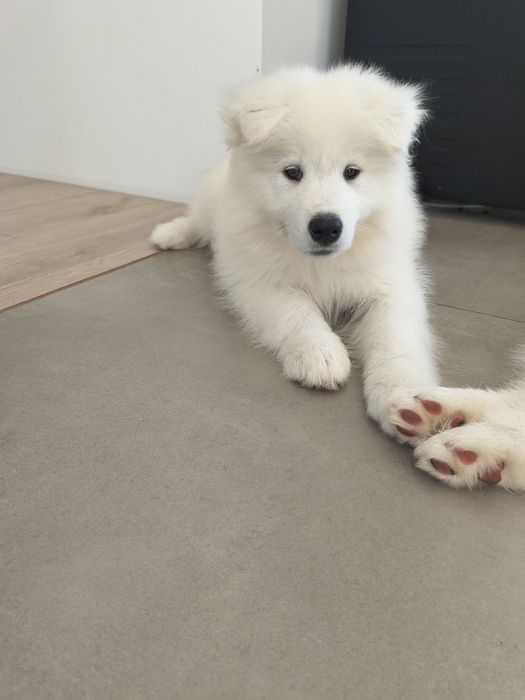 Samoyed / Samojed  gotowe do odbioru Pies/Suka