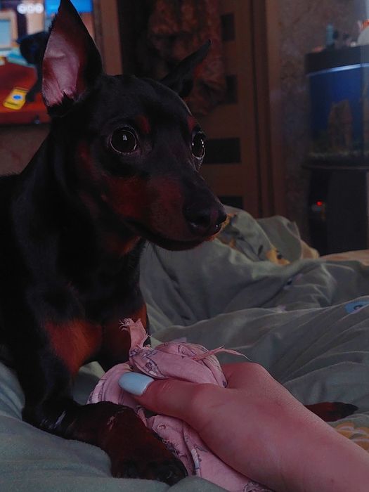 Вязка Цвенгерпінчер доберман