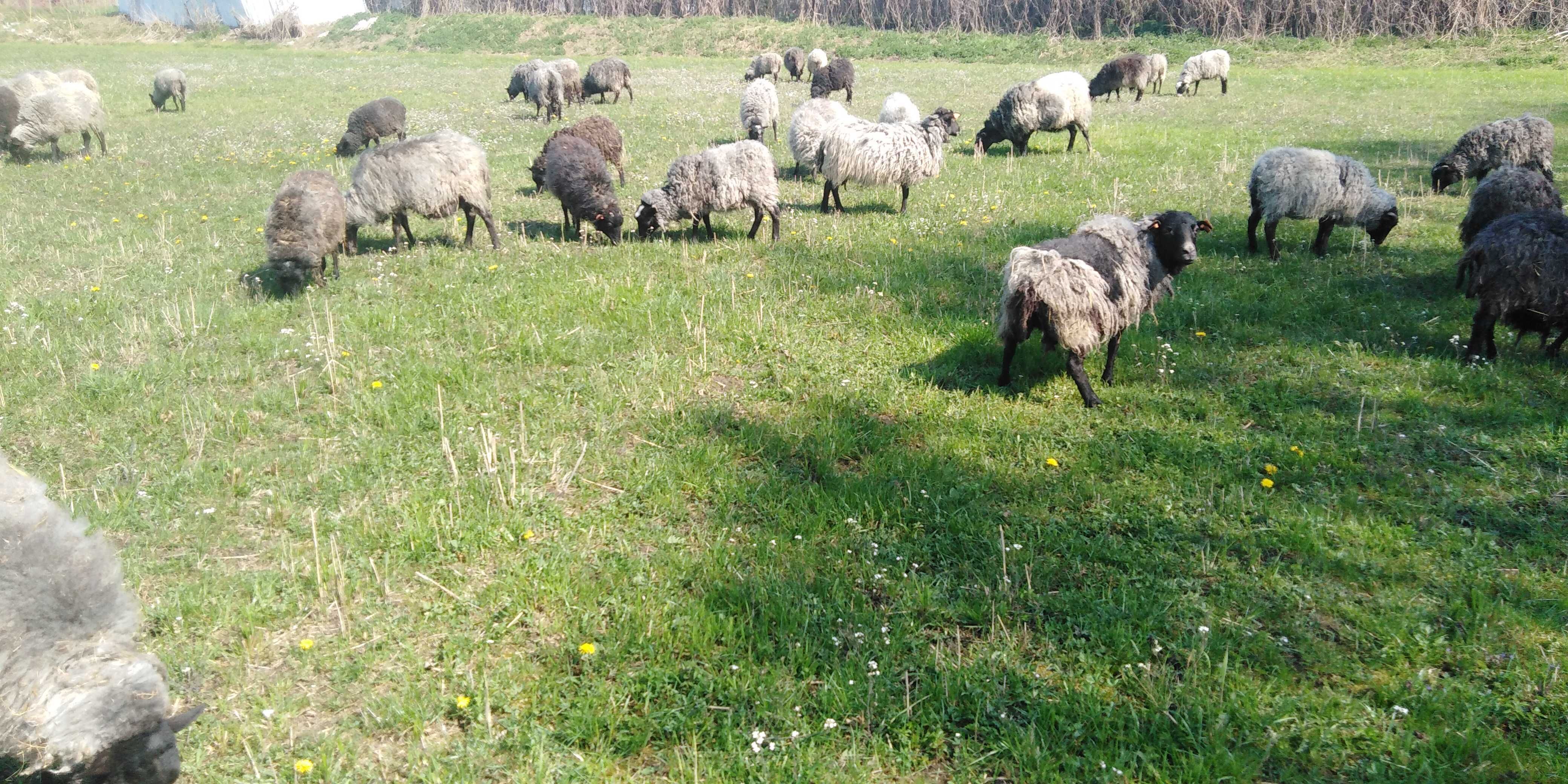 owce wrzosówki do dopłat, jarki, tryczki, skopki / romanowskie