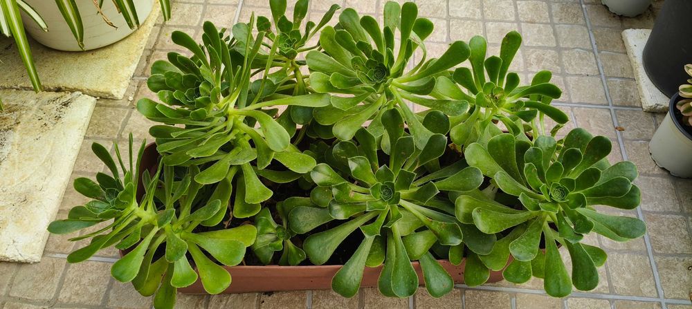Planta Aeonium arboreum