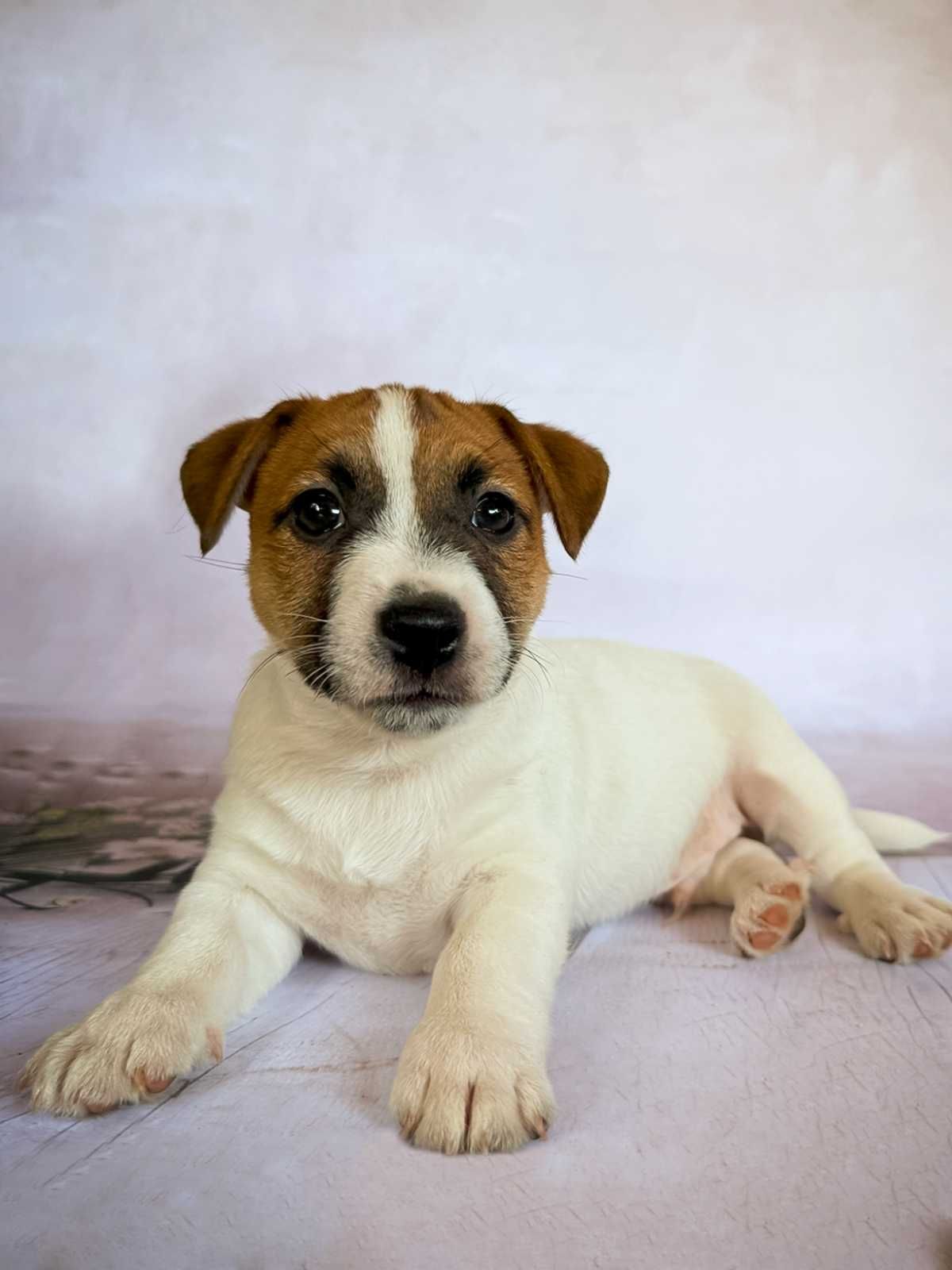 Jack Russell Terrier – FCI (ZKwP)  | Pakiet startowy | Samiec