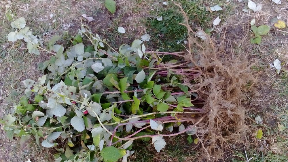 Polesie Poemat Polonez Pokusa Jeżyna POLAR Tadmor, Cascade Deliight