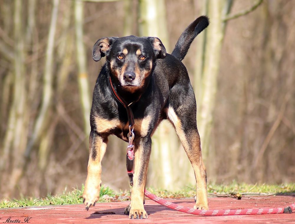 Czarny, starszy i (nie)zwykły kundelek. Super pies do adopcji.