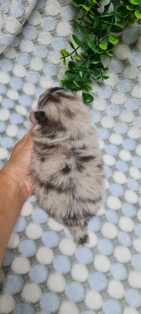 Excelente Lulu da Pomerania/Spitz Alemão Anão de Qualidade