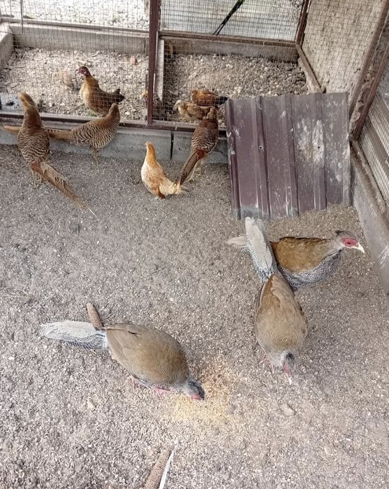 Kogutki ozdobne miniaturki, bażanty srebrne I złote