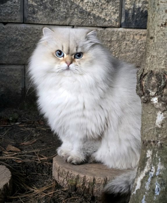 BLACK FRIDAY  30% Młody kocurek brytyjski dlugowlosy