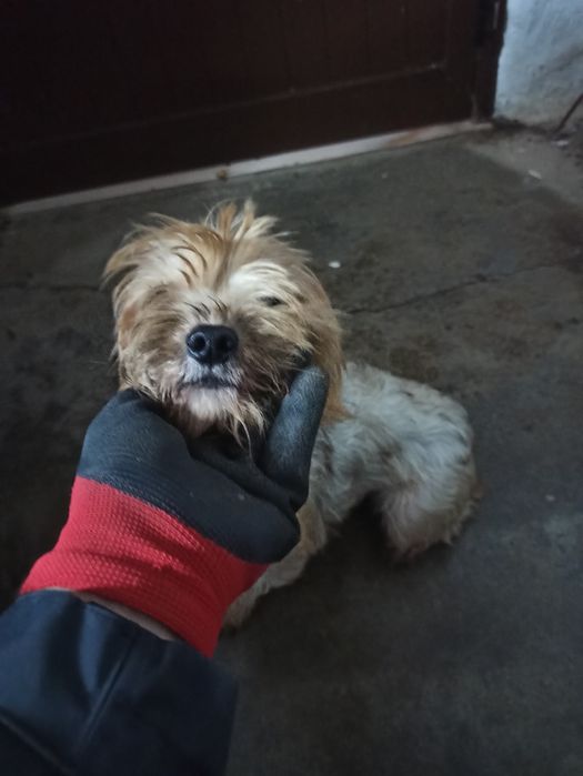 Menina muito meiga para adoção