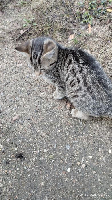 Mała kotka szuka nowego domu