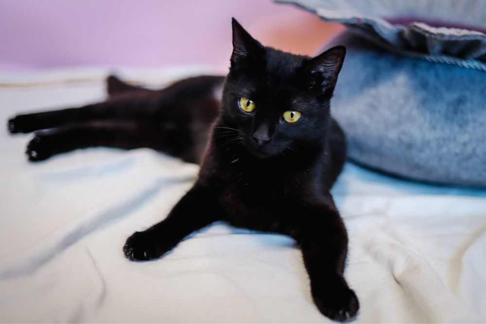 kotka do adopcji