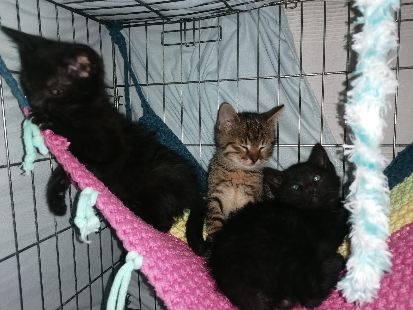 WĘGIELEK i KOKSIK - młode kocurki do adopcji