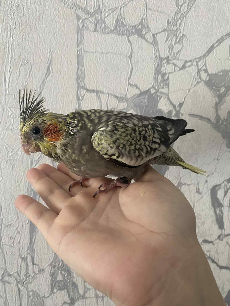 Caturra domesticada