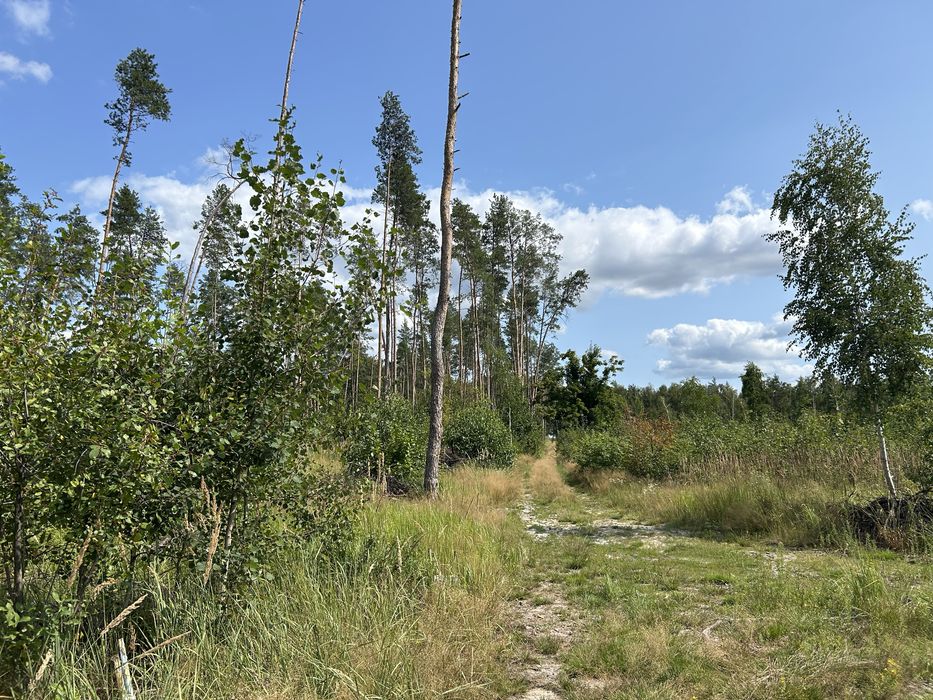 Заліснена земельна ділянка під забудову