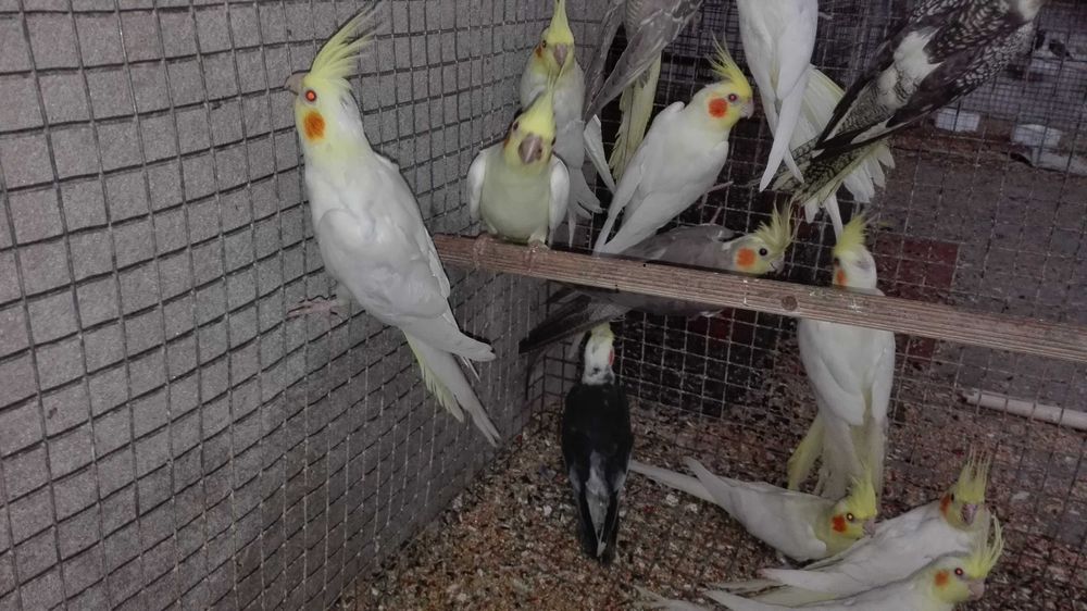 Vendo caturras  cinzentas