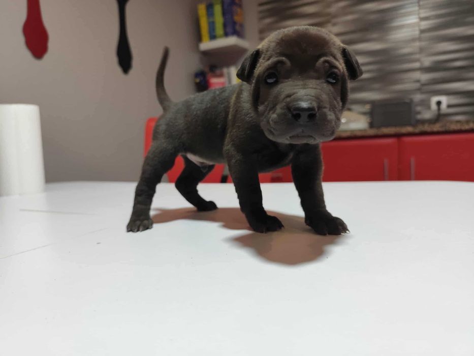 Último bebe sahapei ( puro ) a tua espera