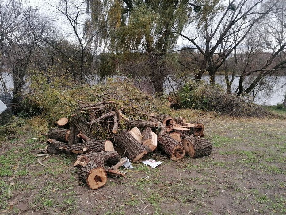 Дерево на дрова. Безкоштовно.