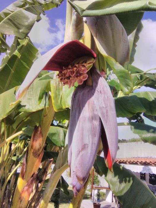 Bananeiras envazadas-enraizadas (pode replantar em qualquer época)