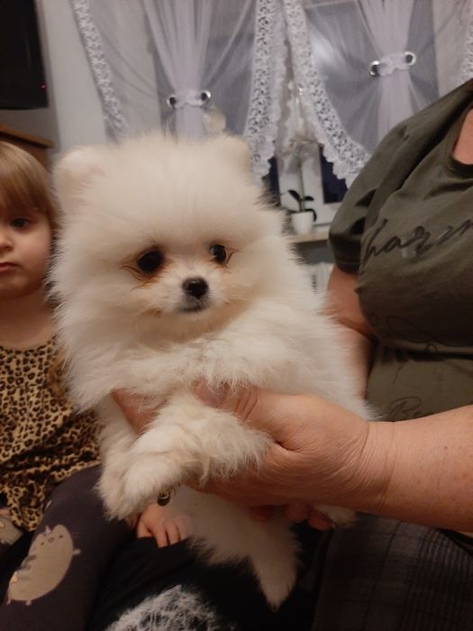 Szpic miniaturowy pomeranian chlopak