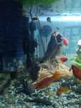 Glonojady 2 x Plecostomus  (13-15 cm), Gibicebs 12cm, Zbrojniki 10cm