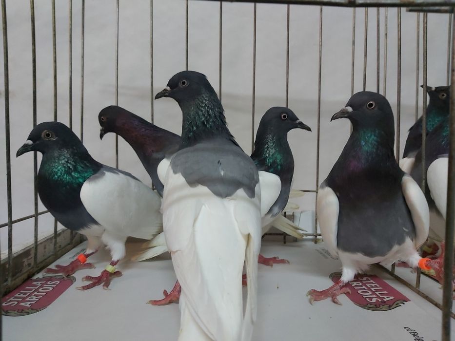 Gołębie Ciemne Murzyny